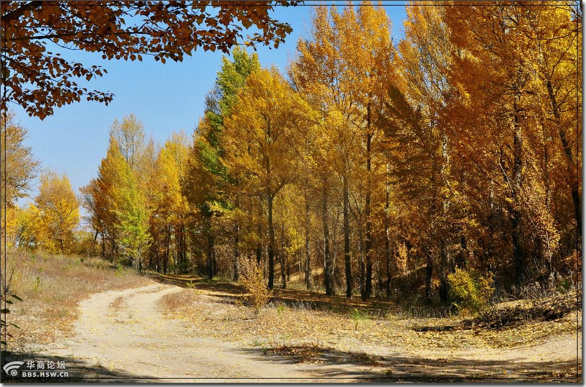 定边马莲滩秋意浓