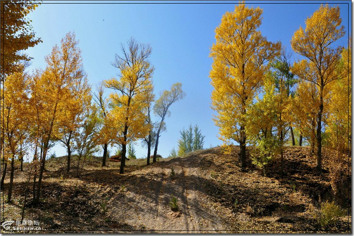 定边马莲滩秋意浓