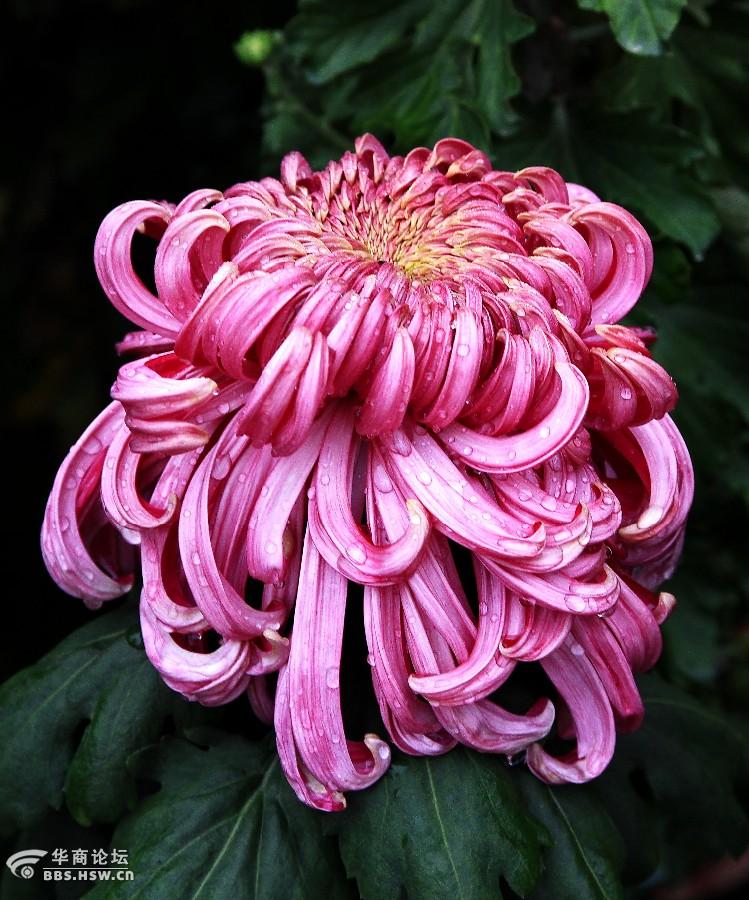 大唐芙蓉园看菊花