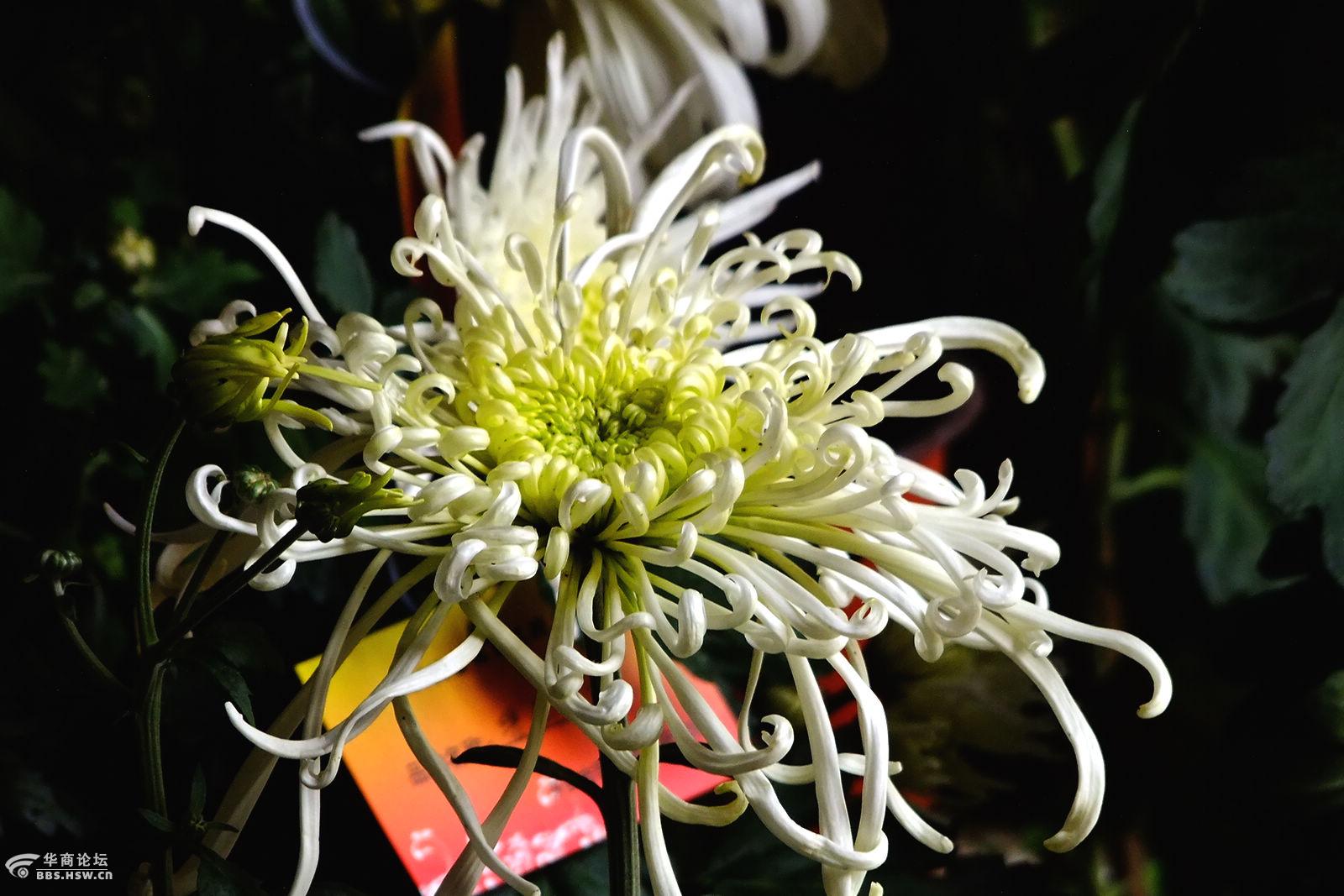 芙蓉园精品菊花展