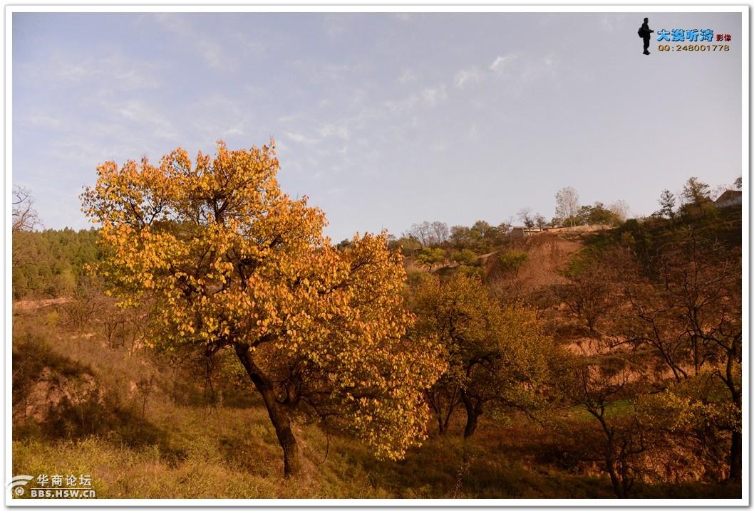 全民乱拍 乾陵脚下黄巢沟秋景图只看该作者14楼