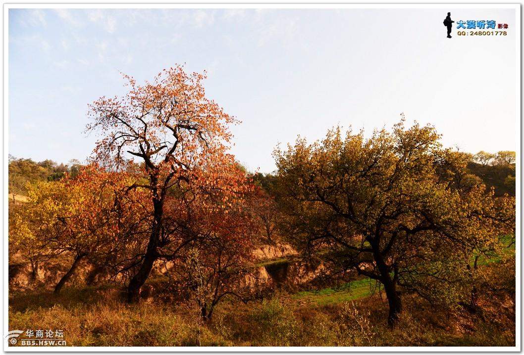 全民乱拍 乾陵脚下黄巢沟秋景图只看该作者7楼