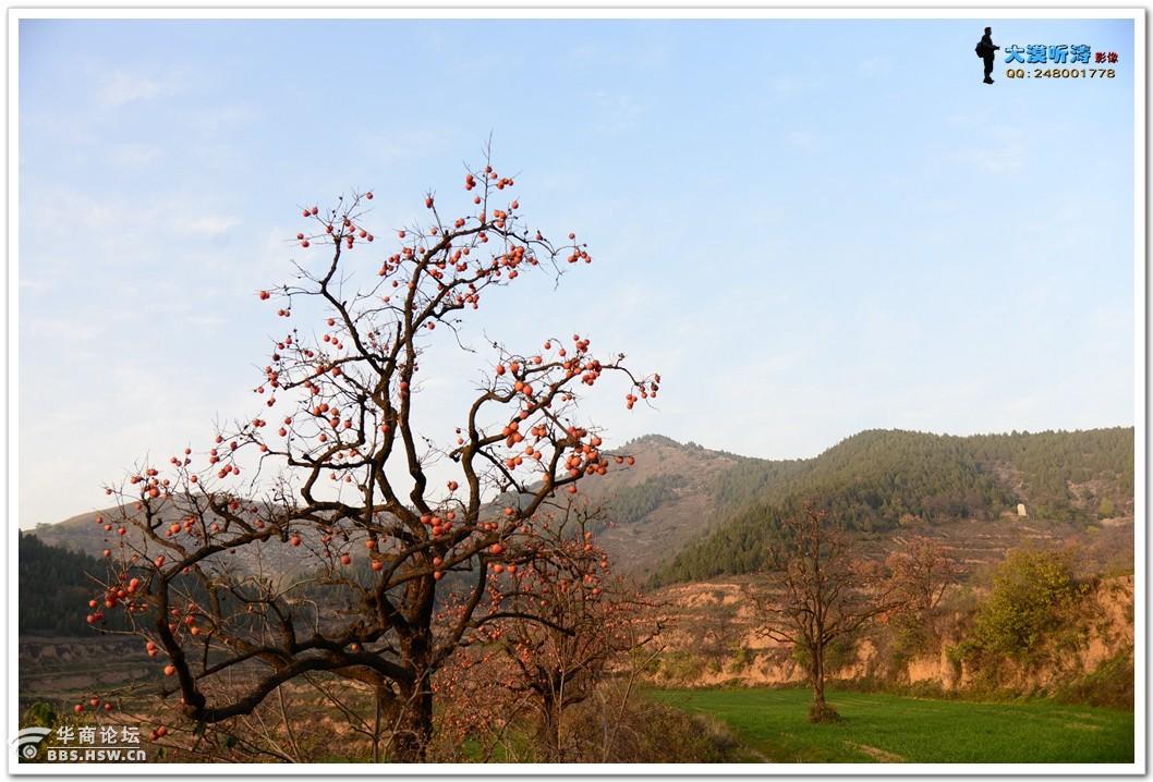 乾陵脚下黄巢沟秋景图