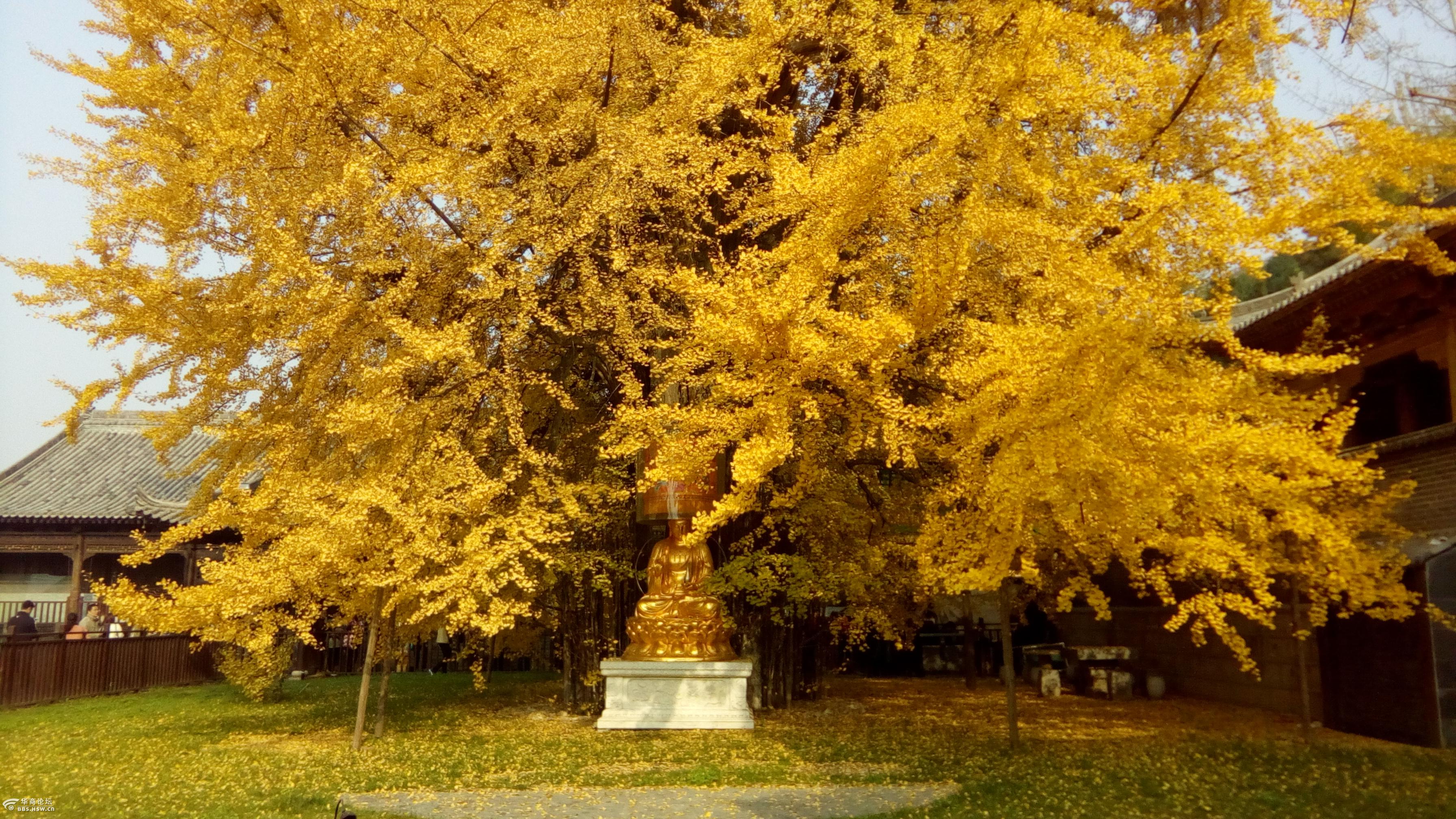古观音禅寺千年银杏