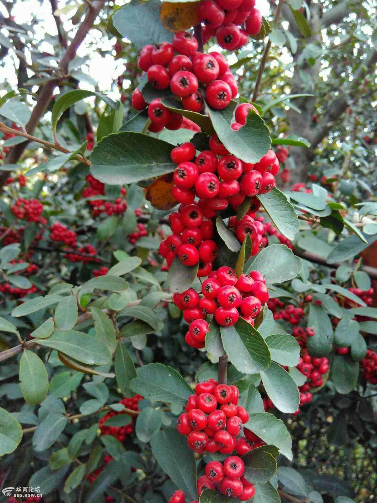 红红火火的火把果