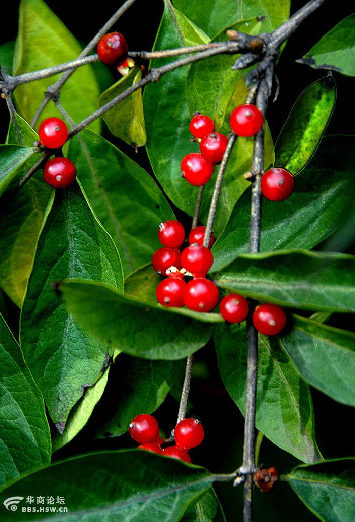 随拍不知什么花结出的小红果