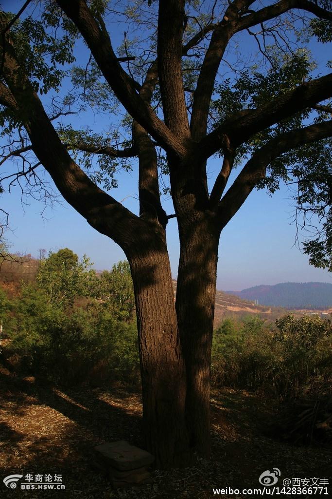 连理树-西安论坛-华商论坛