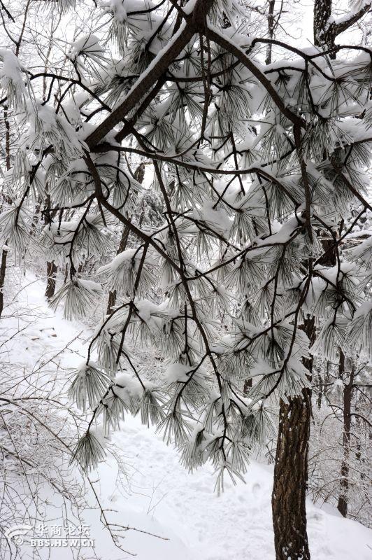 雪后去看武帝雪柏