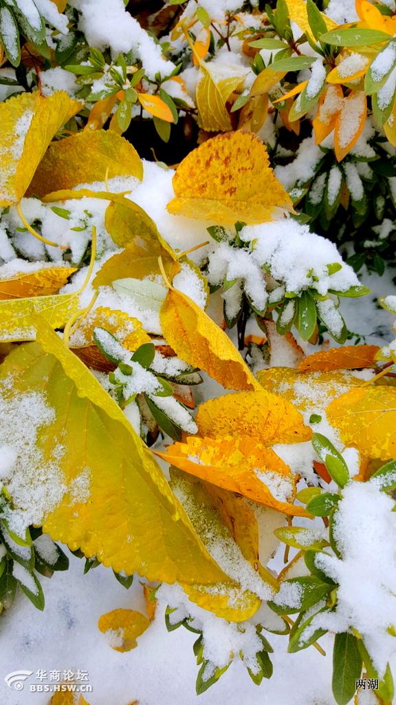 小雪时节逢小雪宝鸡第一场雪降祥瑞