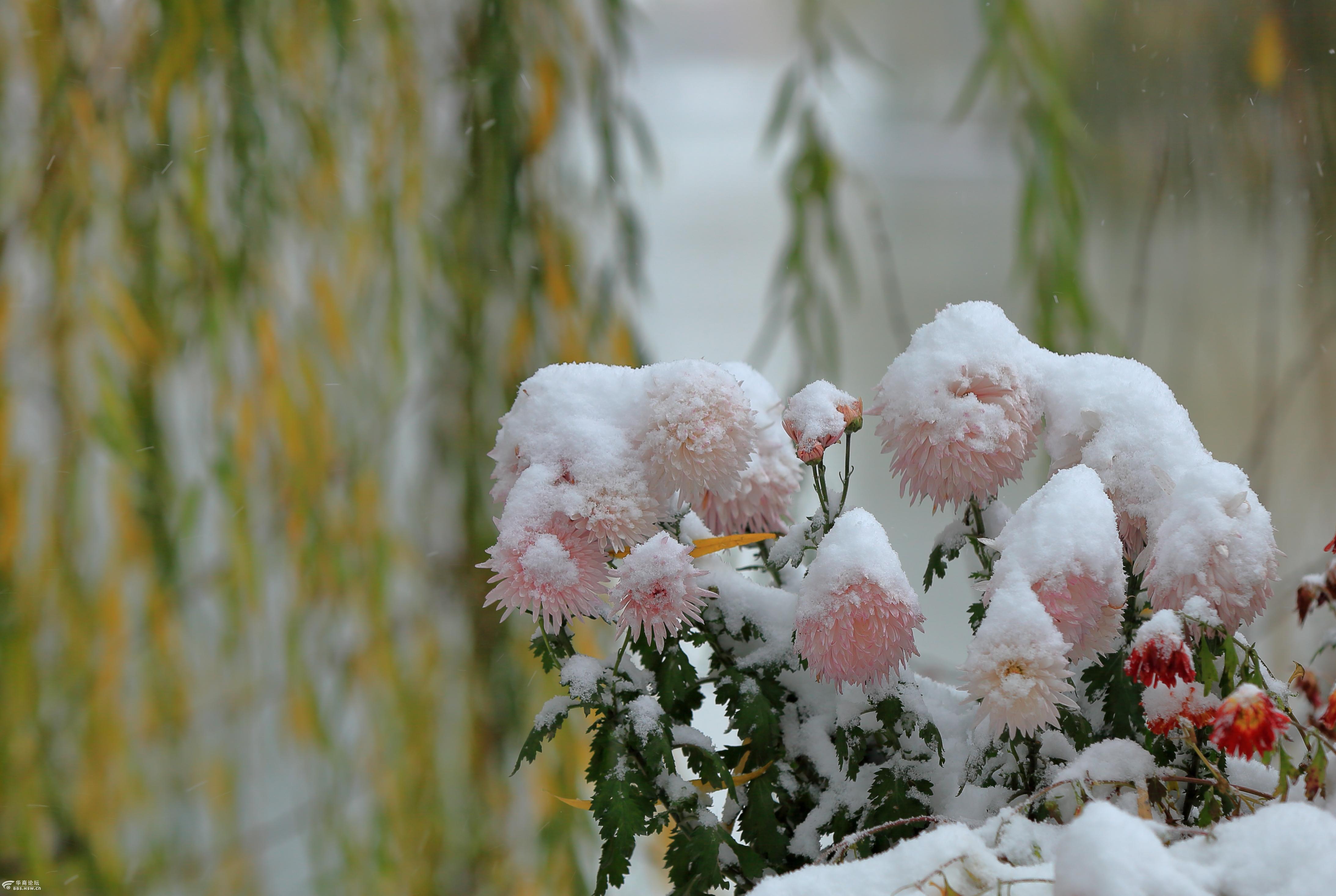 雪下绽放的菊花