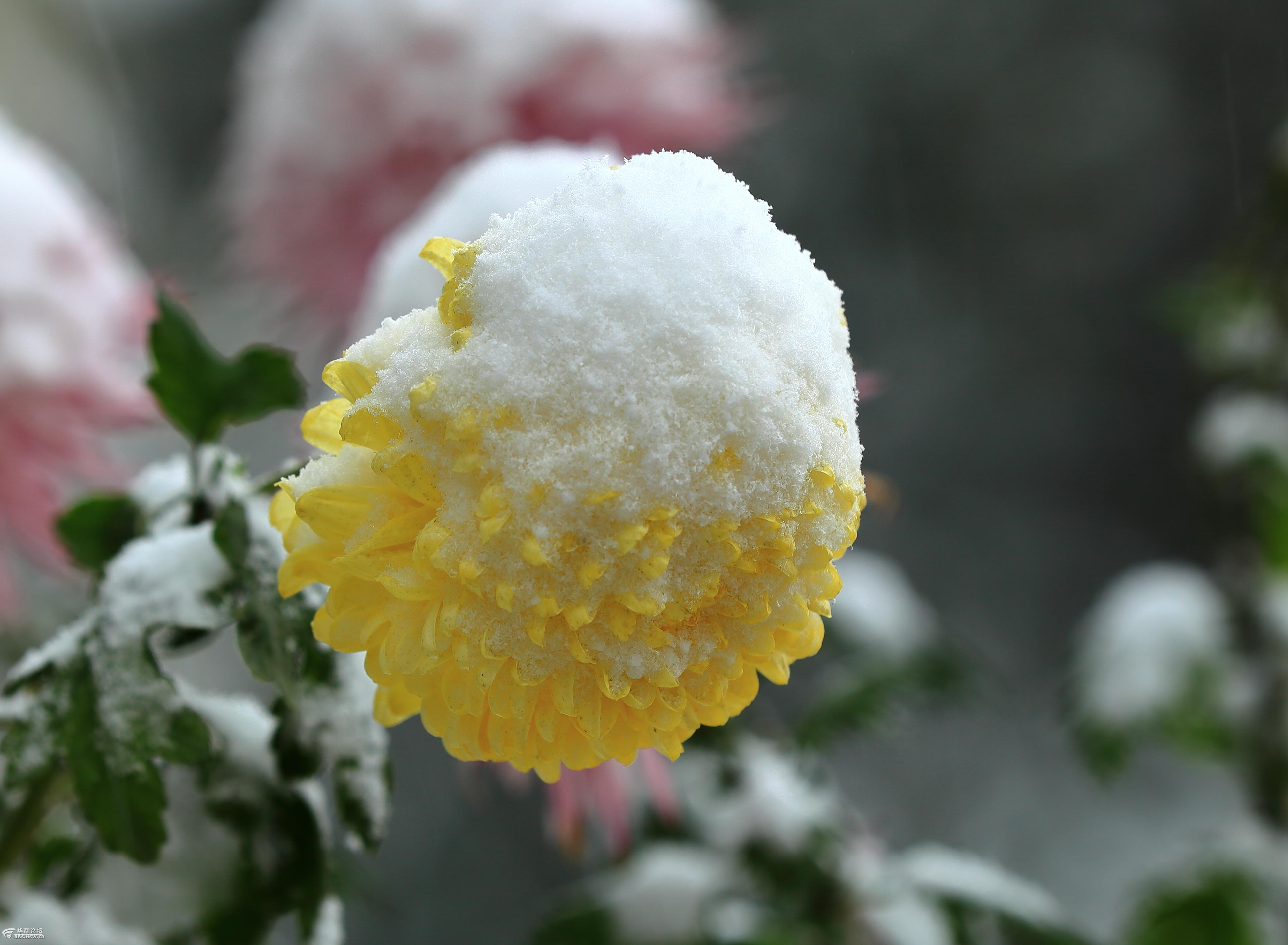 雪下绽放的菊花