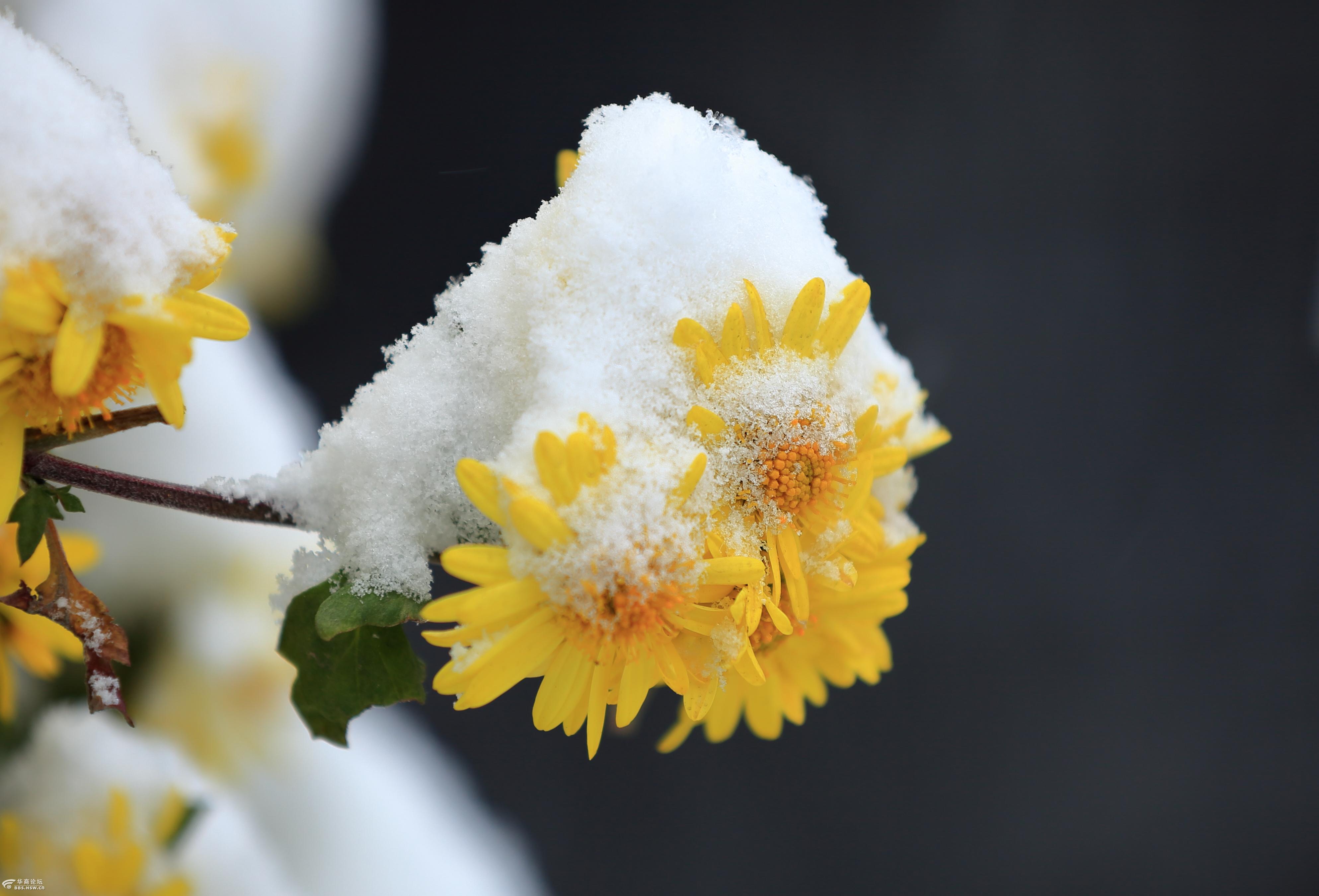 雪下绽放的菊花