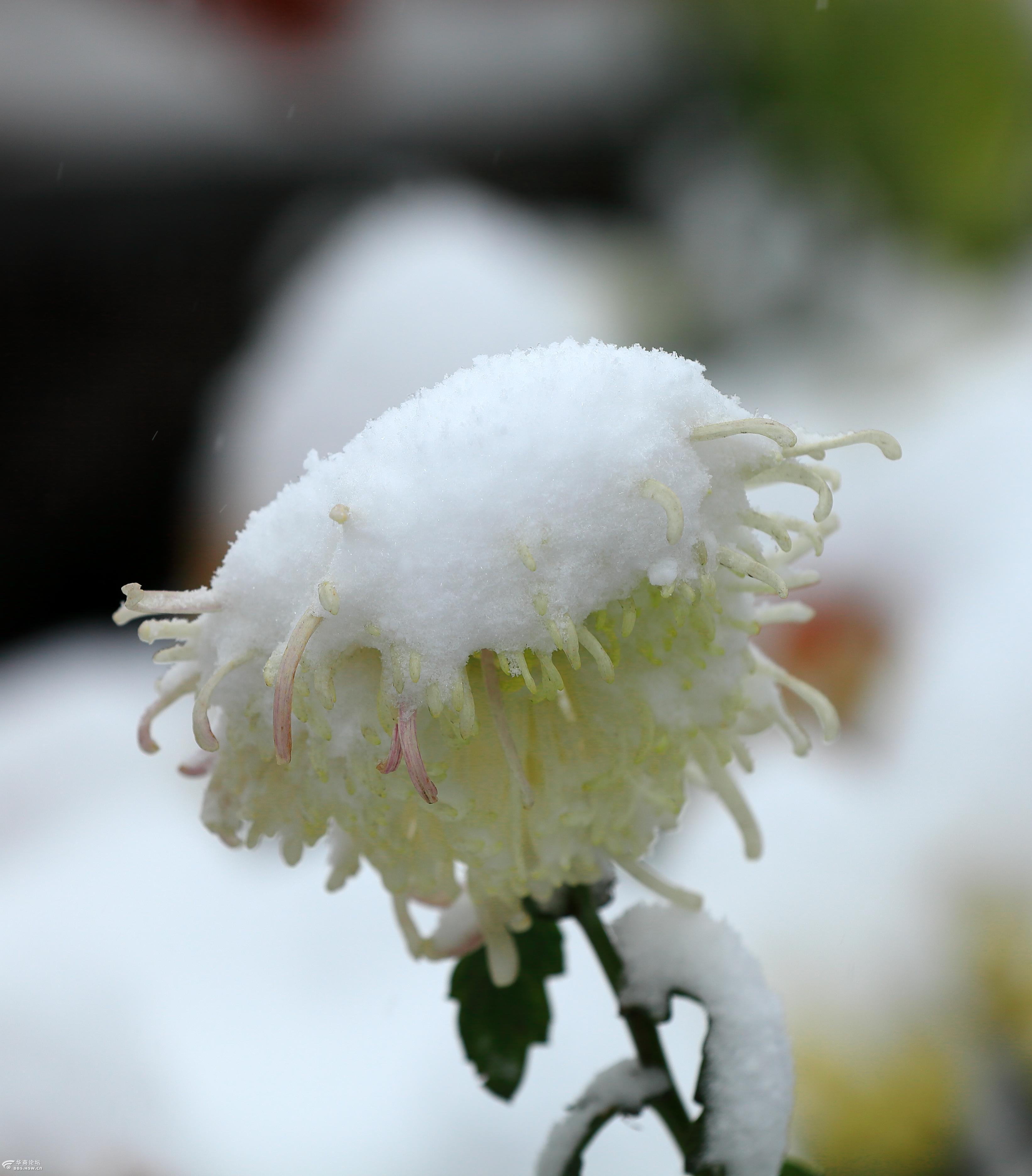 雪下绽放的菊花