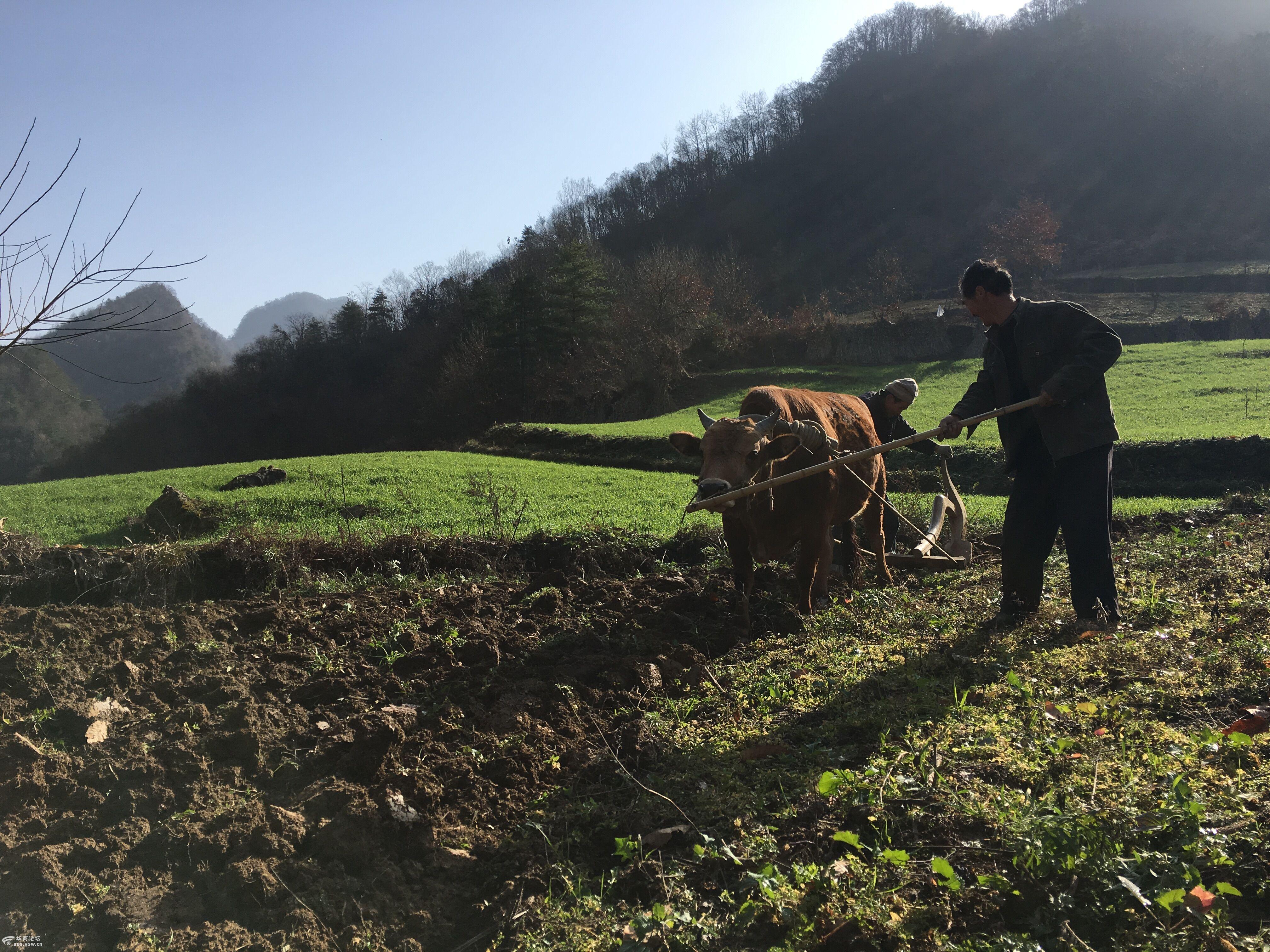 慢慢老去的农民大伯 渐渐消失的原始农耕-汉中论坛-华商论坛
