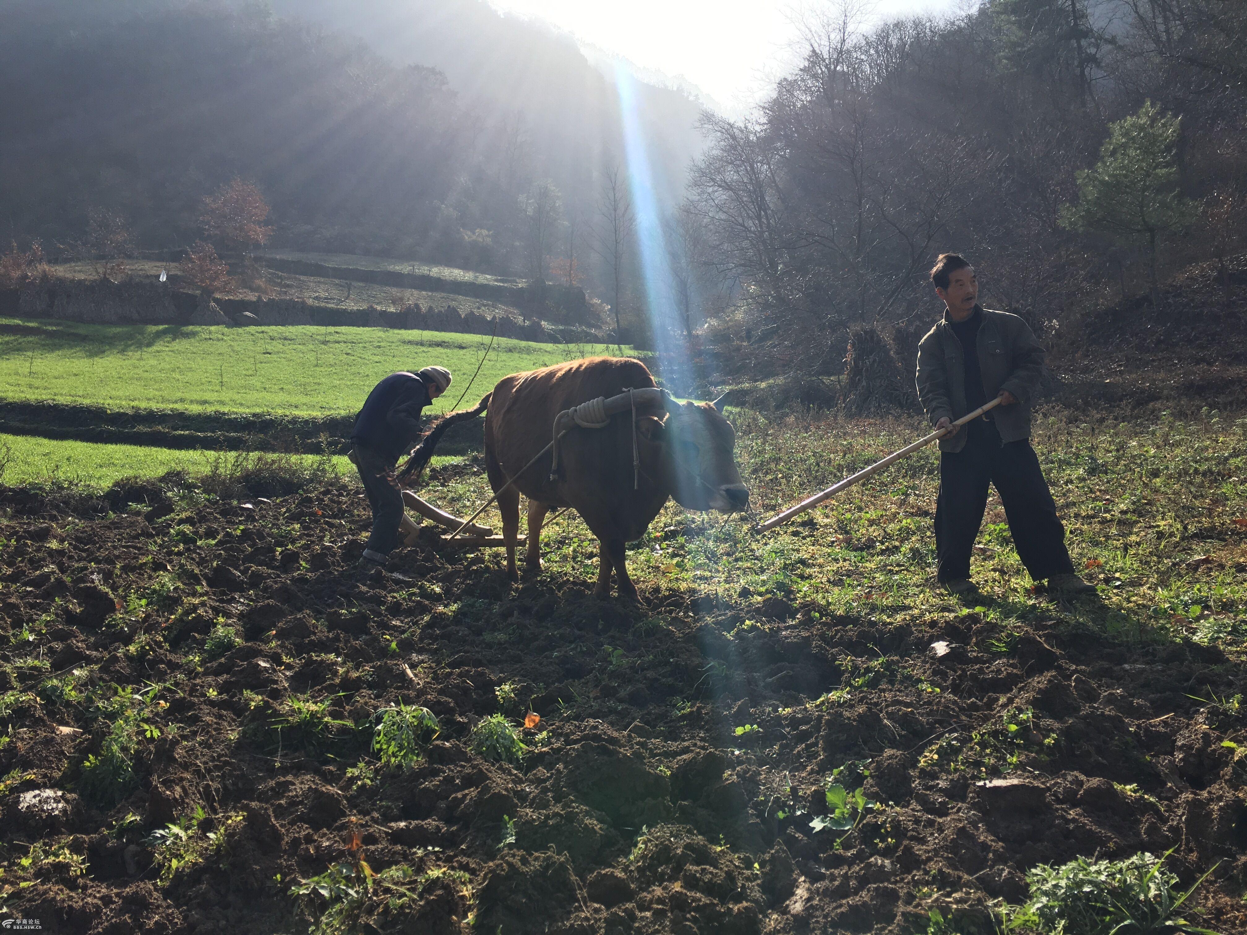 慢慢老去的农民大伯 渐渐消失的原始农耕-汉中论坛-华商论坛