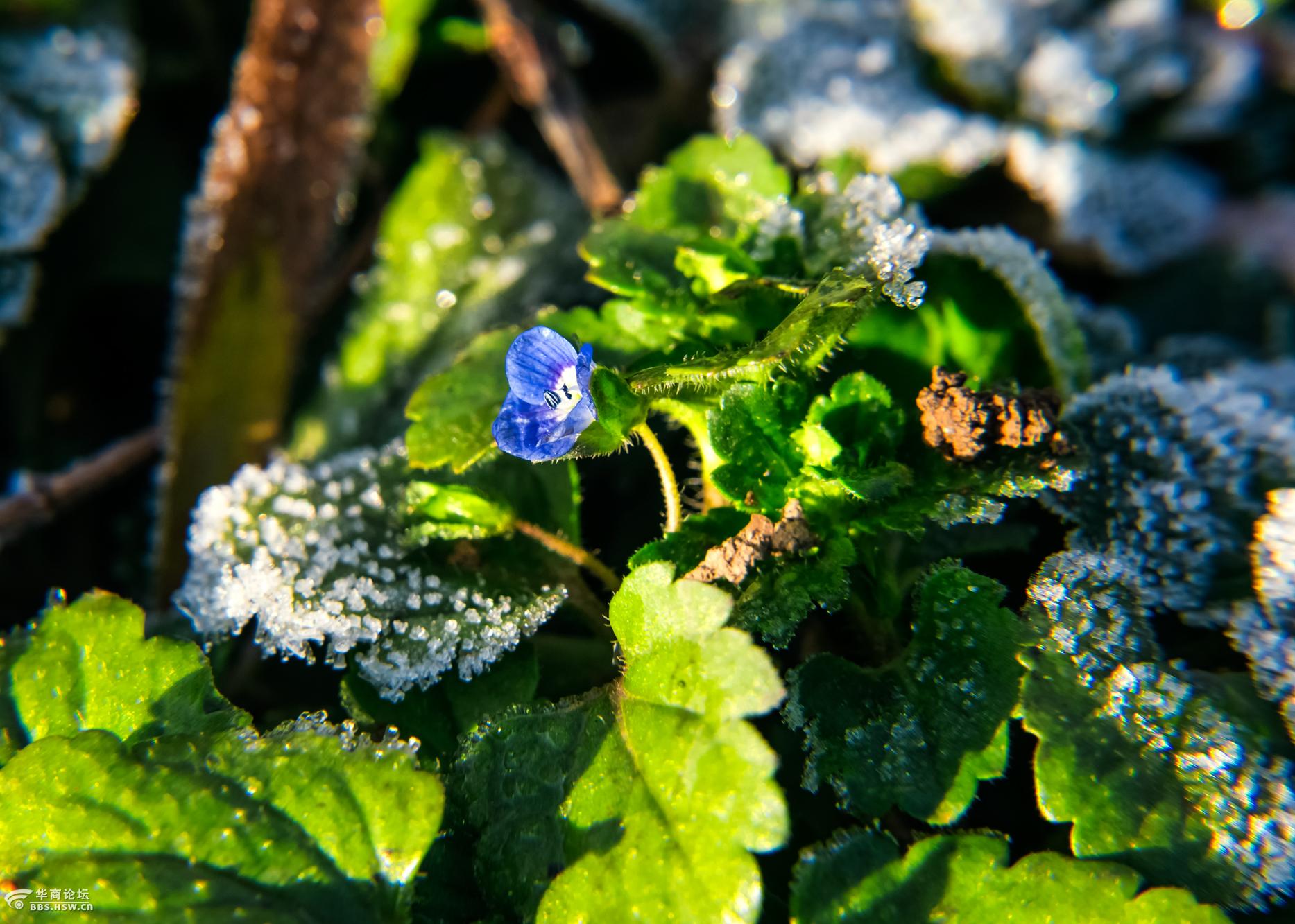 用低价格国产近摄镜拍的一组微距照片