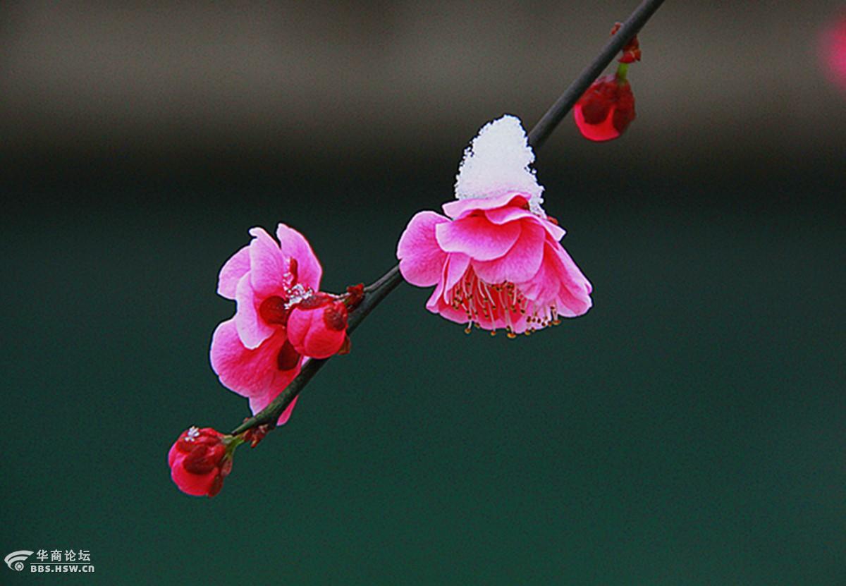 魏渊平原创雪吻梅花香
