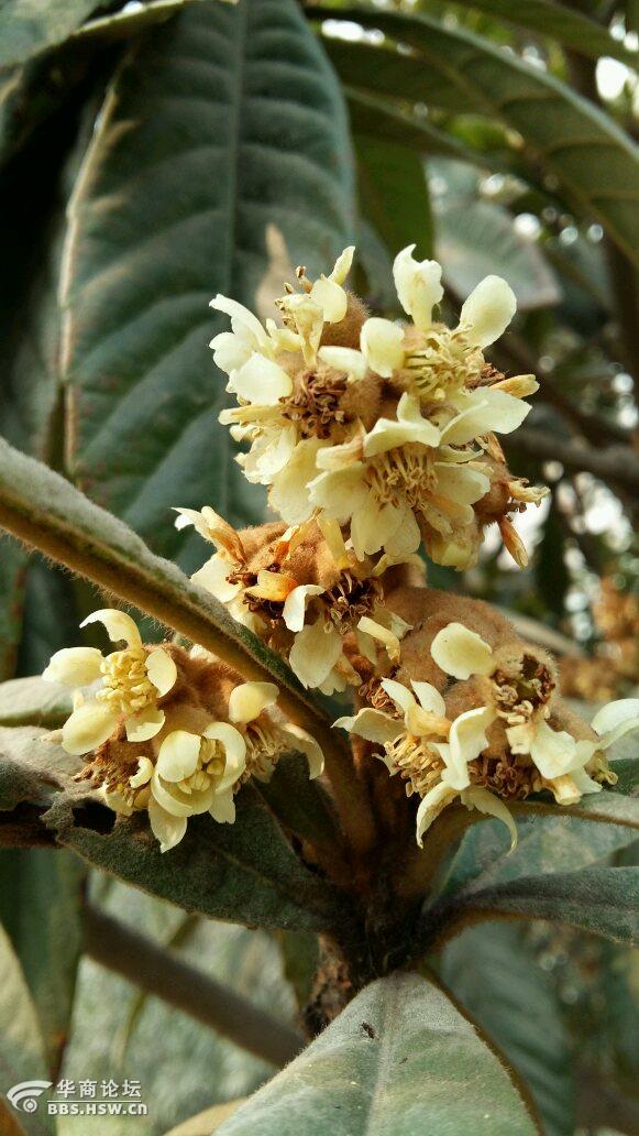 枇杷树花开