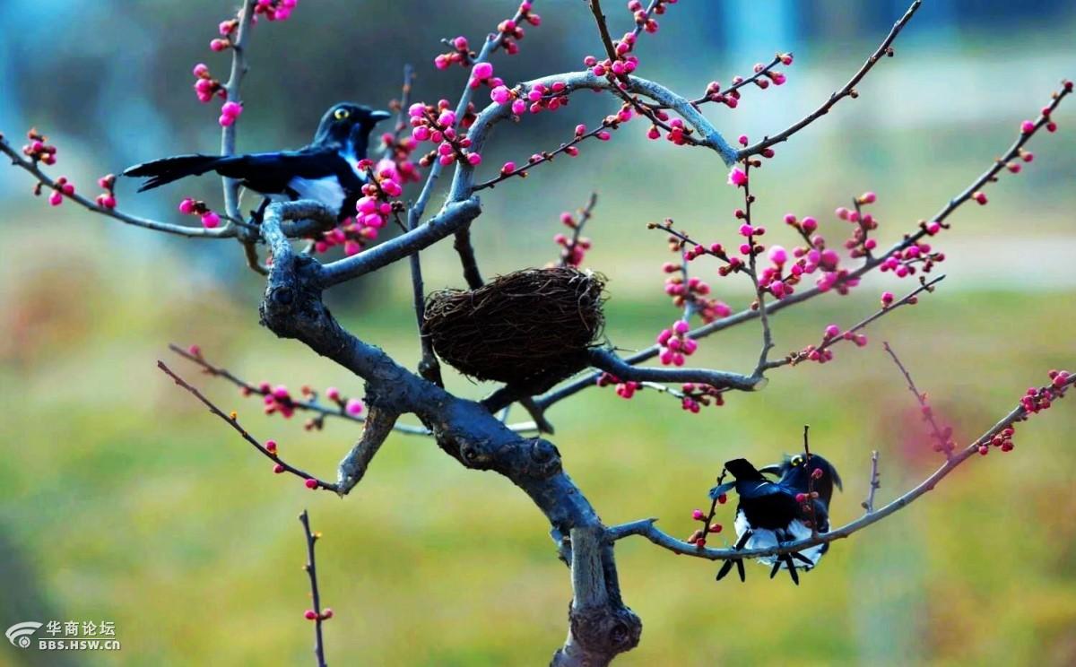 喜鹊叫喳喳 寒梅报春来