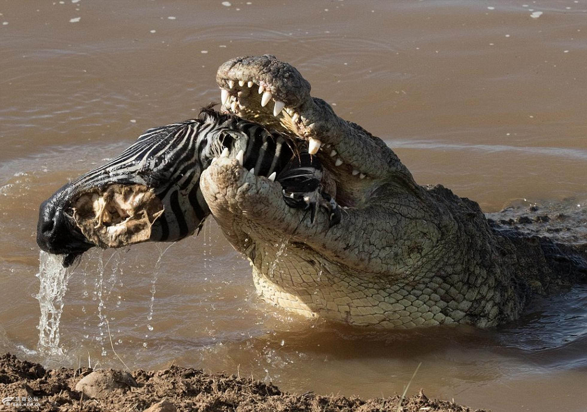 鳄鱼吞噬小斑马