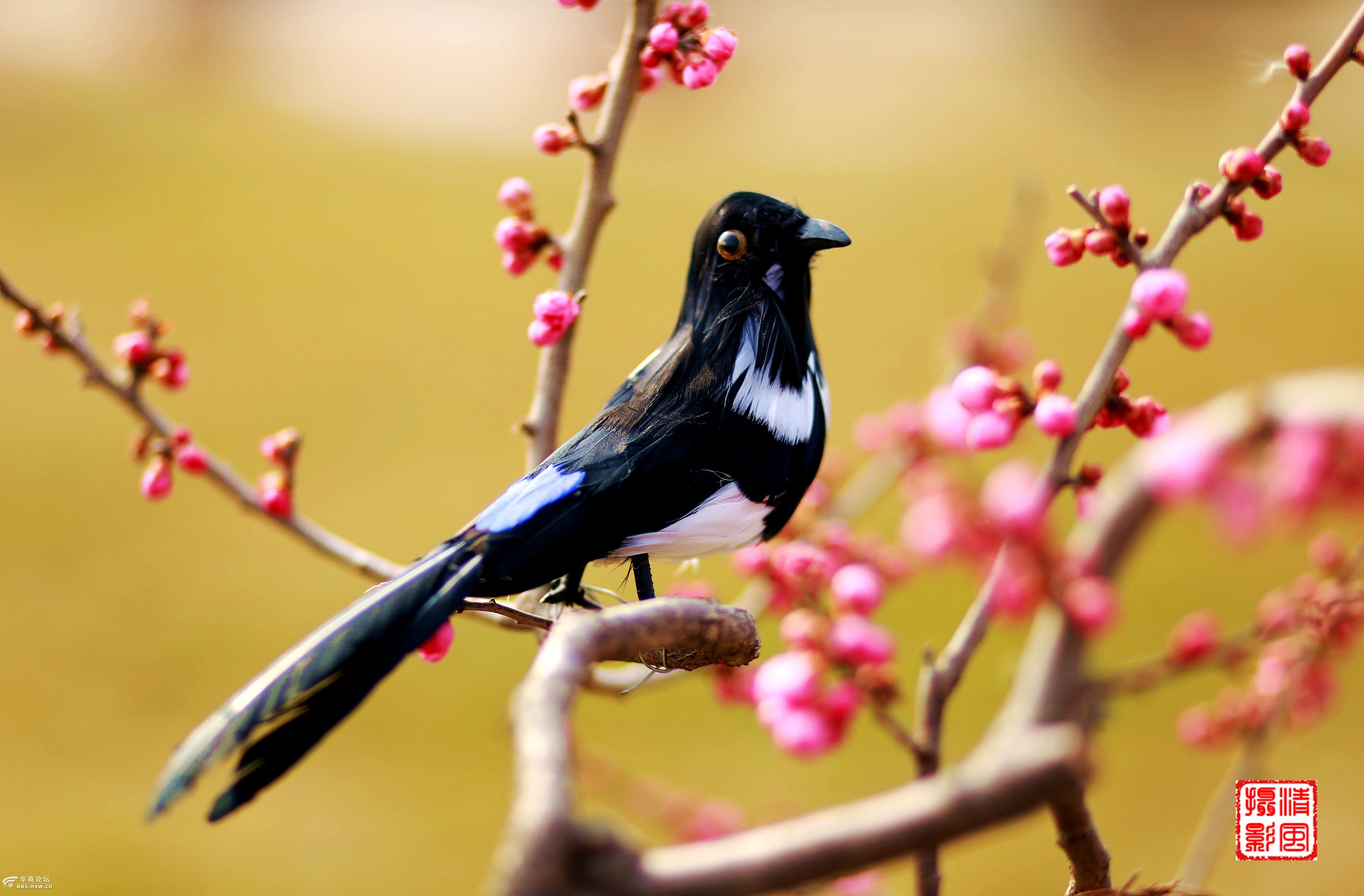 喜鹊登梅-全民乱拍-华商论坛