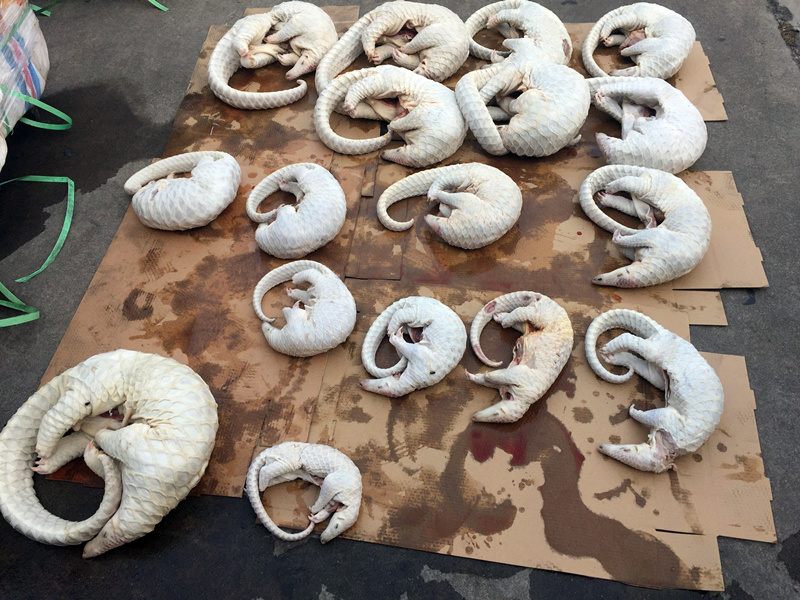 比大熊猫更濒危的穿山甲 每年吃掉700万只蚂蚁和白蚁