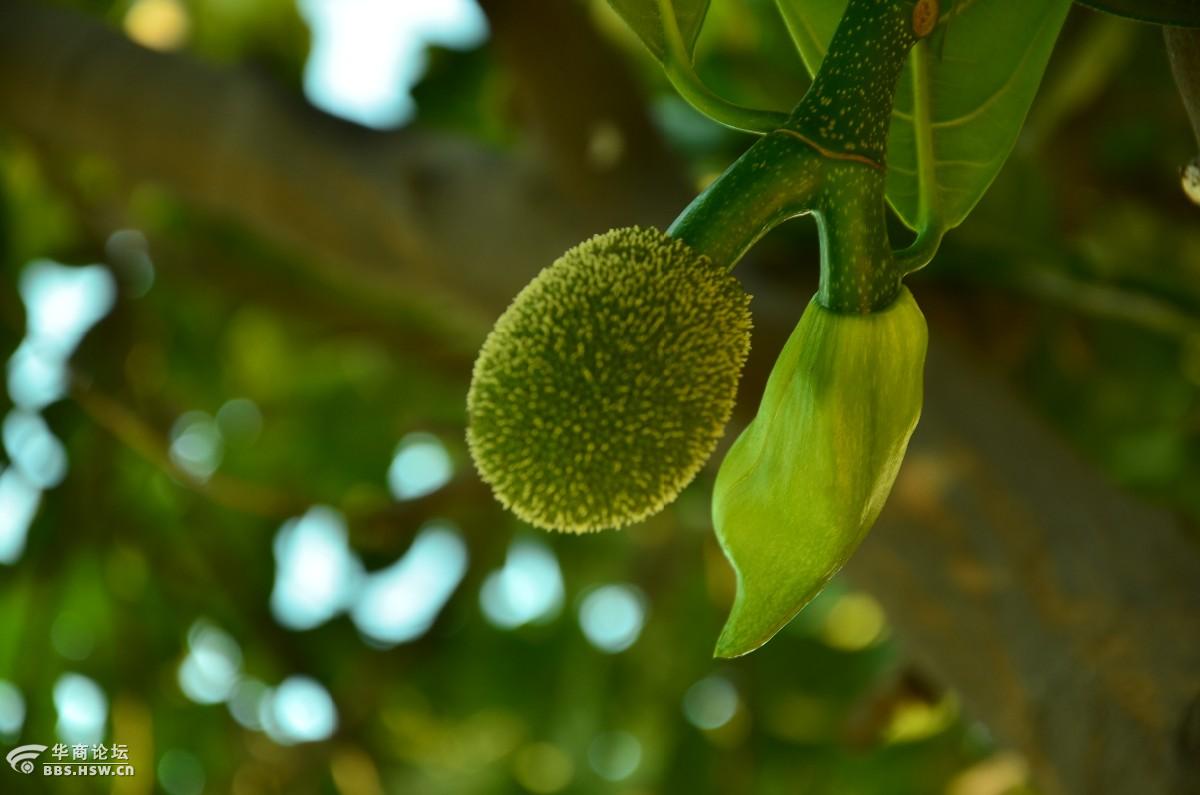 刚刚开花雏形中的菠萝蜜