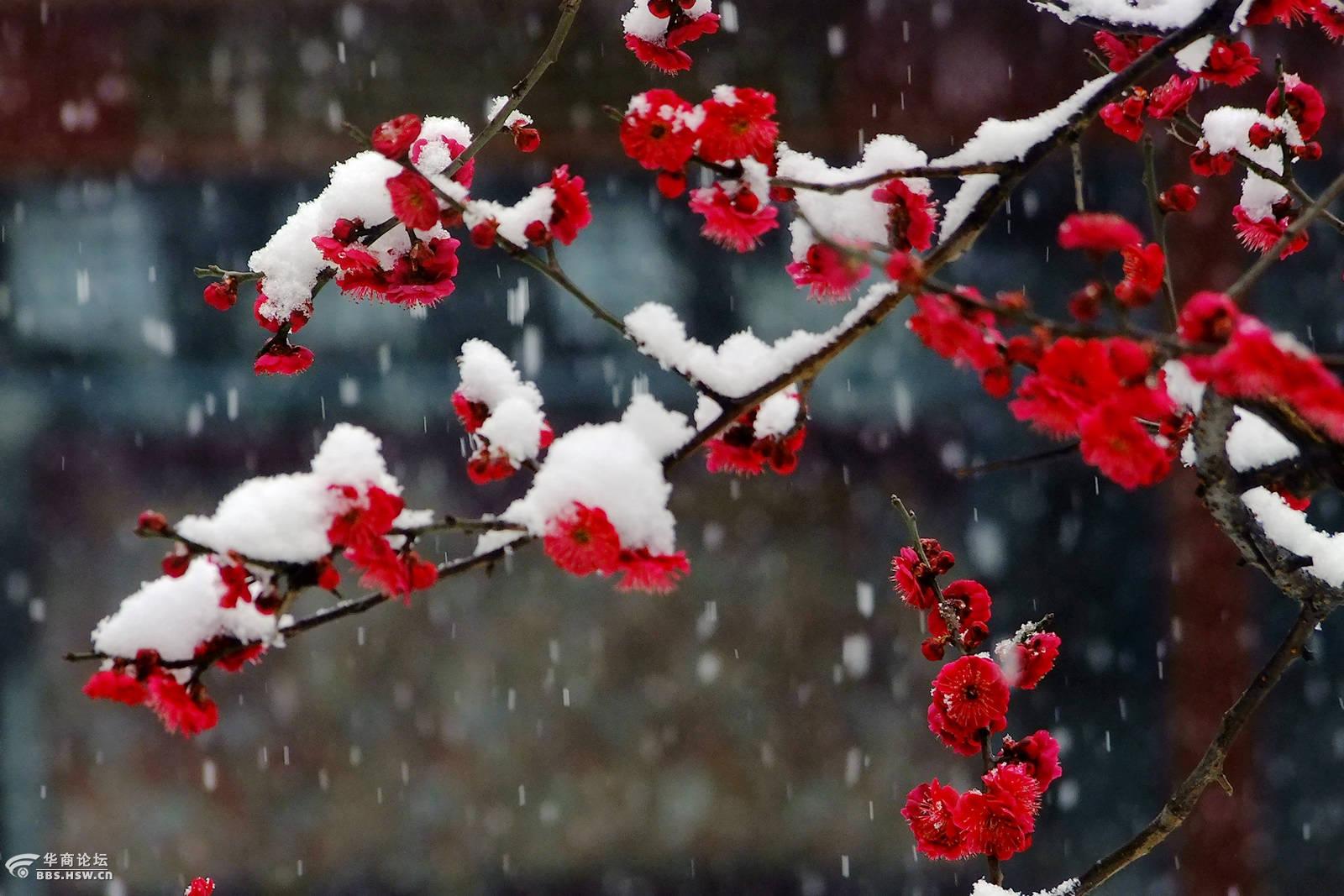 梅花欢喜漫天雪,气温骤降消雾霾.