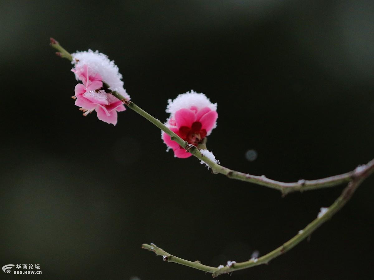 雪压梅间色更浓