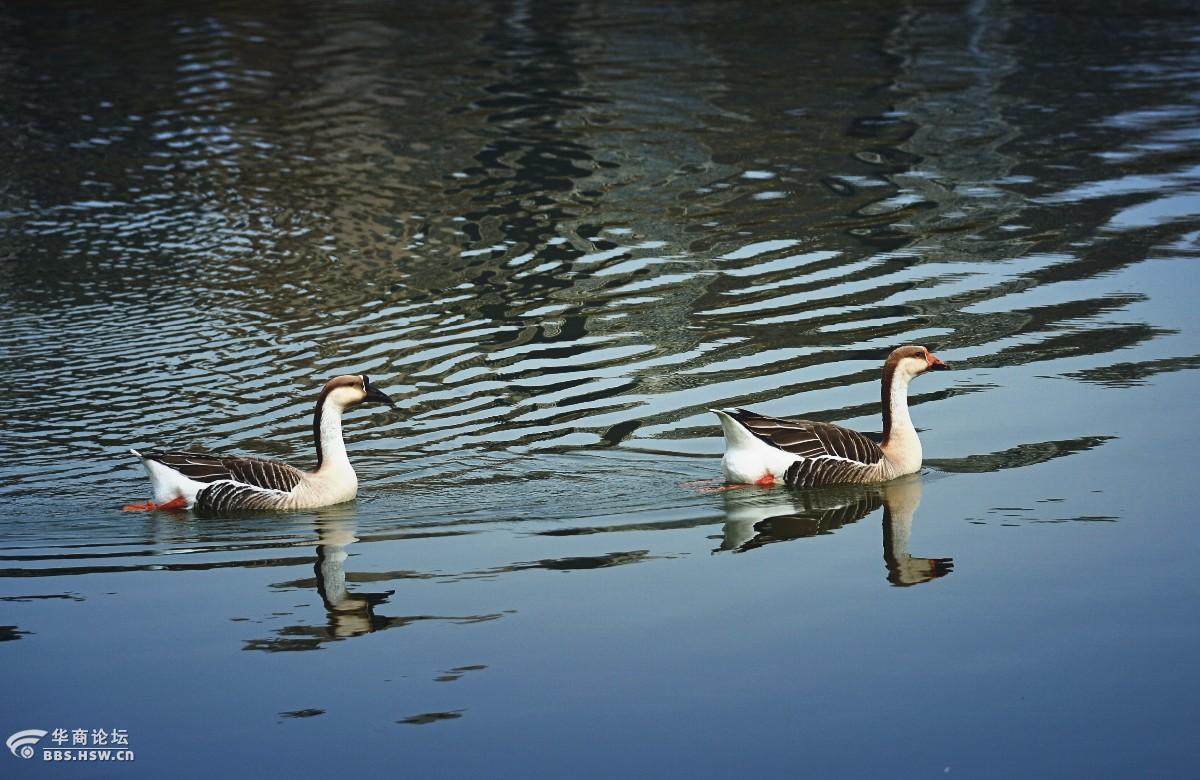 春日潜行曲江曲