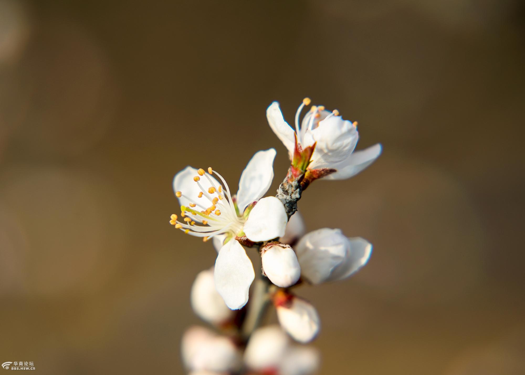 山樱桃花开映红了脸