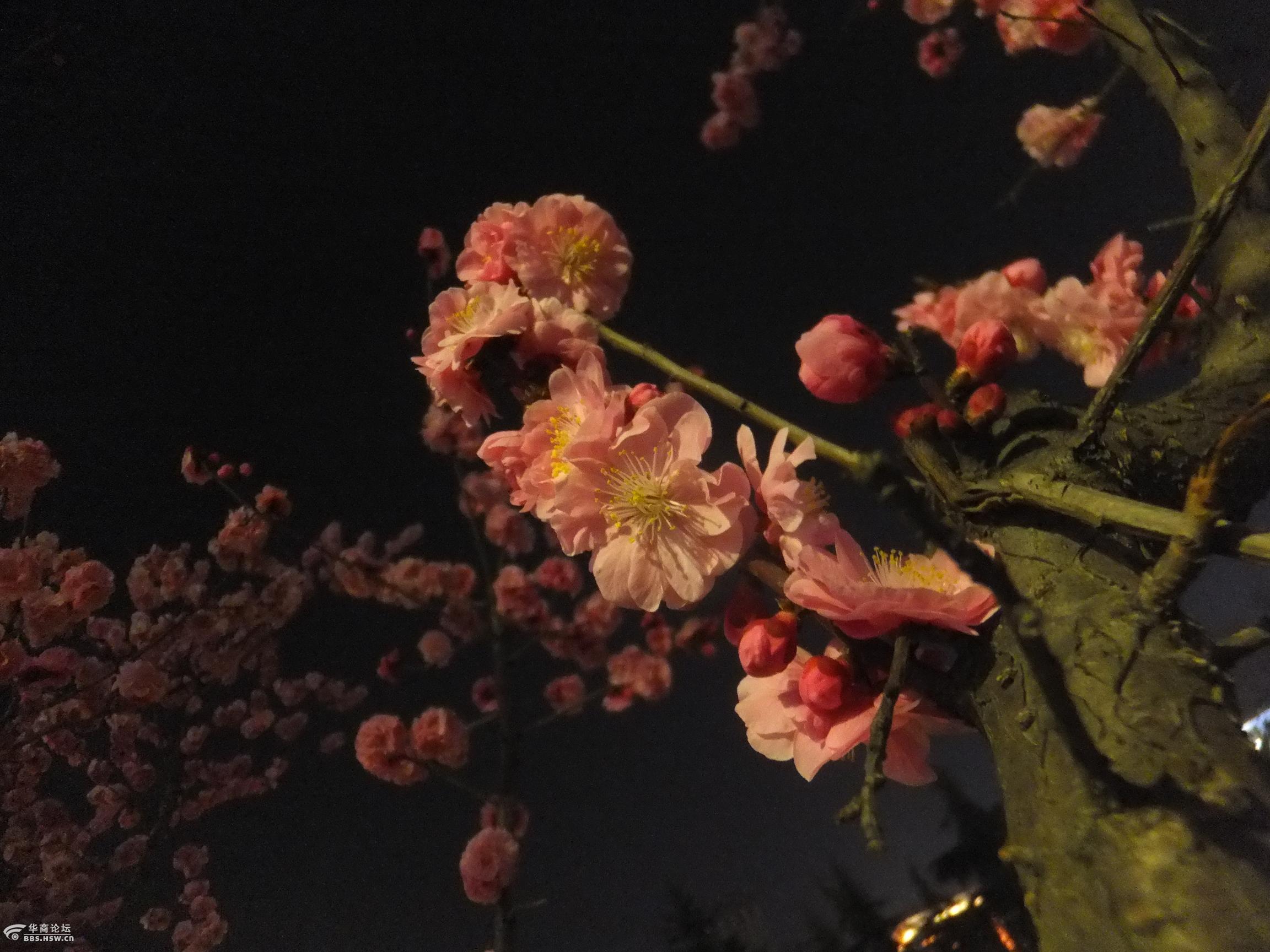夜景拍梅