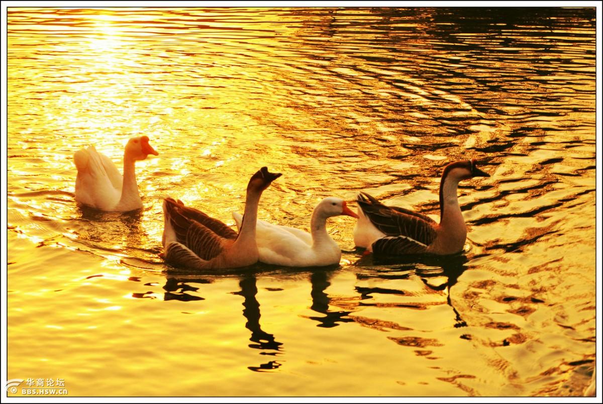 全民乱拍 沐浴在夕阳下的鹅鸭 只看该作者沙发    发表于: 2017-03-03