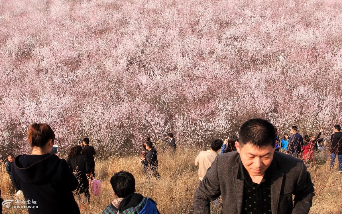 大府井村山桃花花海吸引人引爆周末踏免费游