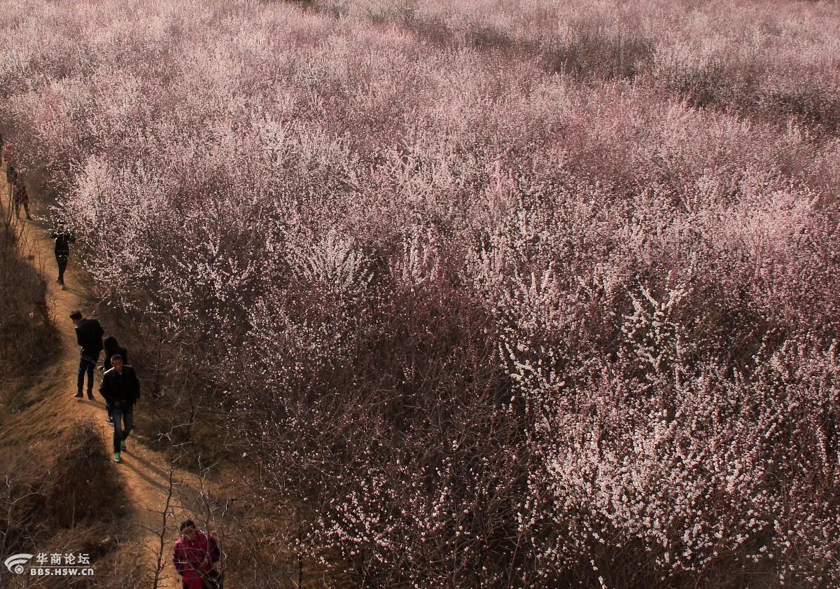 大府井村山桃花花海吸引人引爆周末踏免费游