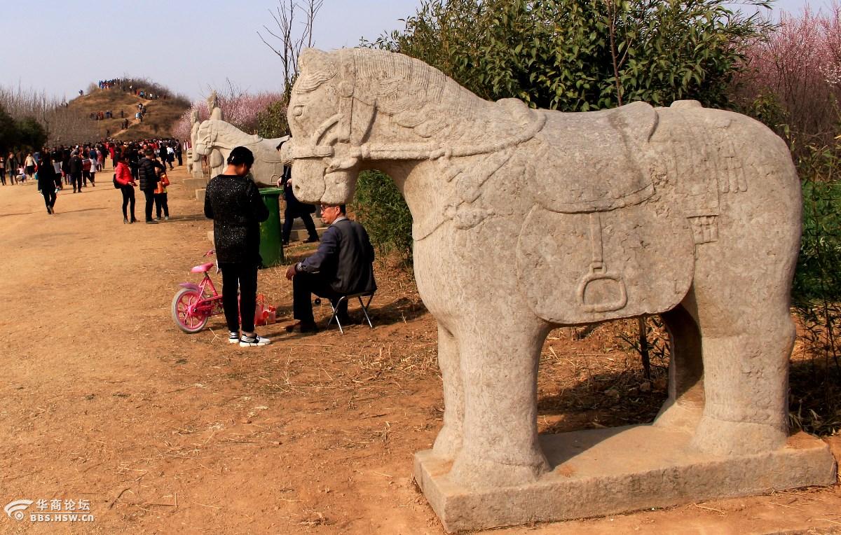 大府井村山桃花花海吸引人引爆周末踏免费游