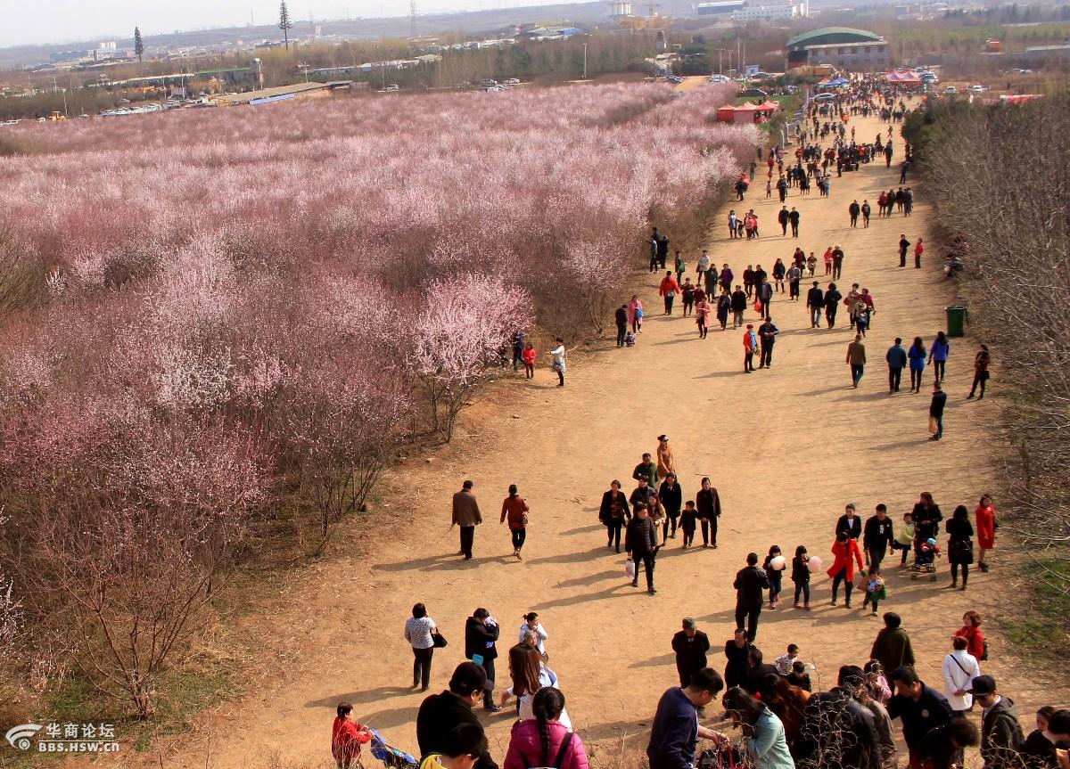 大府井村山桃花花海吸引人引爆周末踏免费游