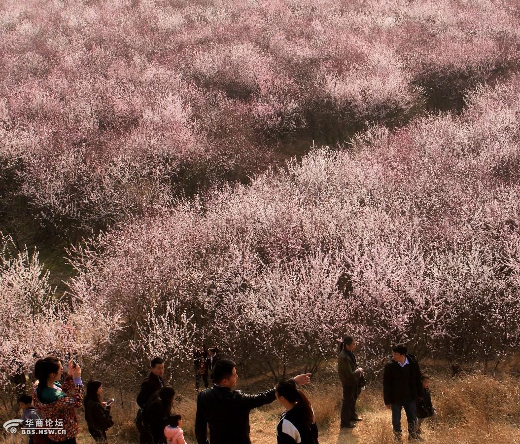 大府井村山桃花花海吸引人,引爆周末踏免费游.