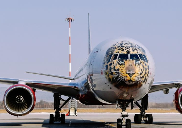 俄航推远东豹彩绘飞机