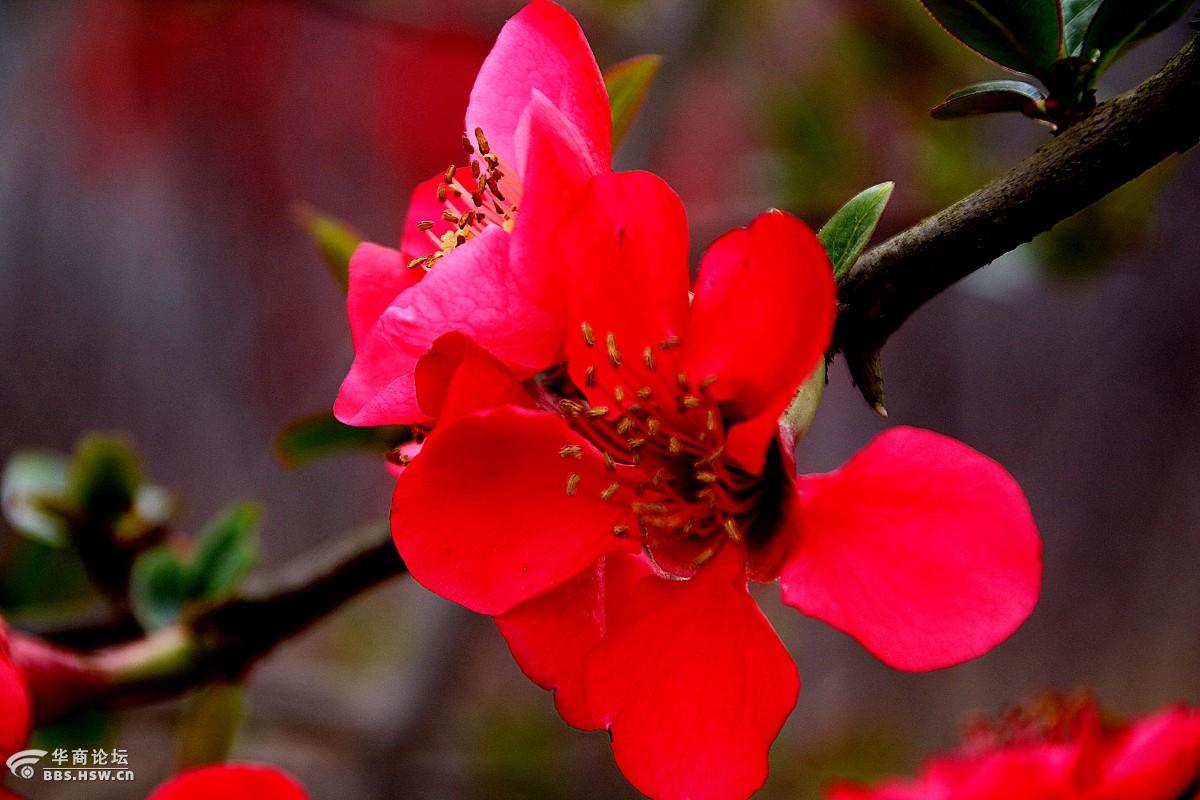 一身红妆海棠花嫣然一笑游人醉