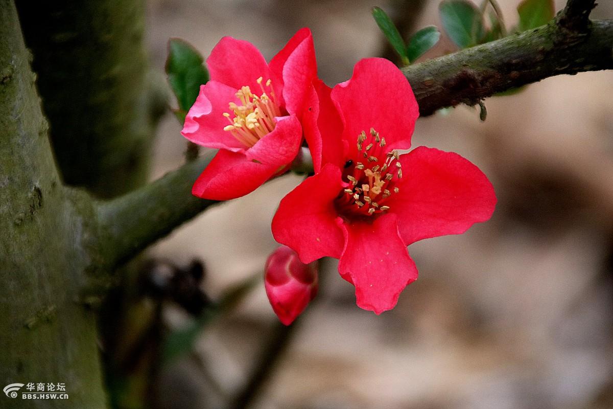 一身红妆海棠花嫣然一笑游人醉