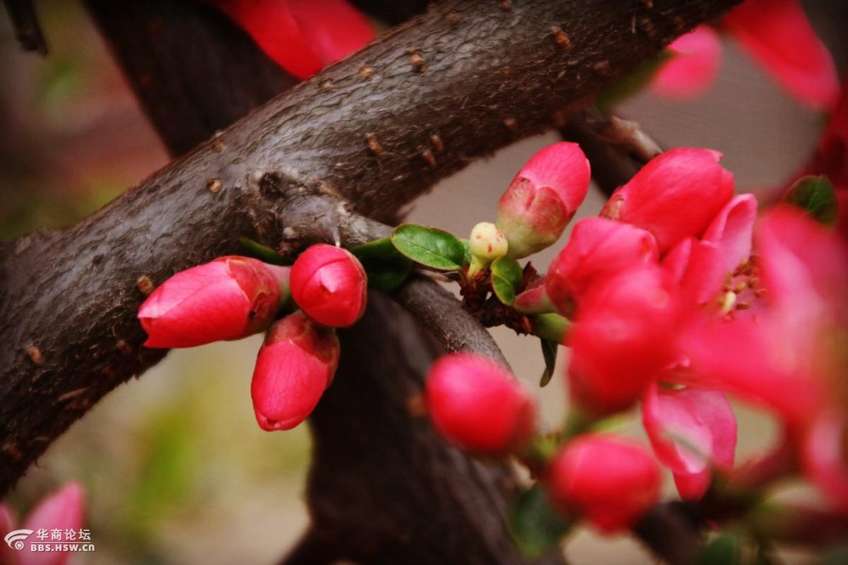 一身红妆海棠花嫣然一笑游人醉
