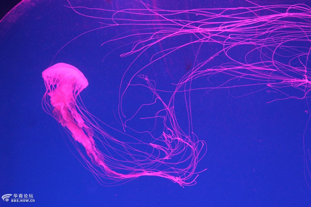 西安曲江海洋馆的水母