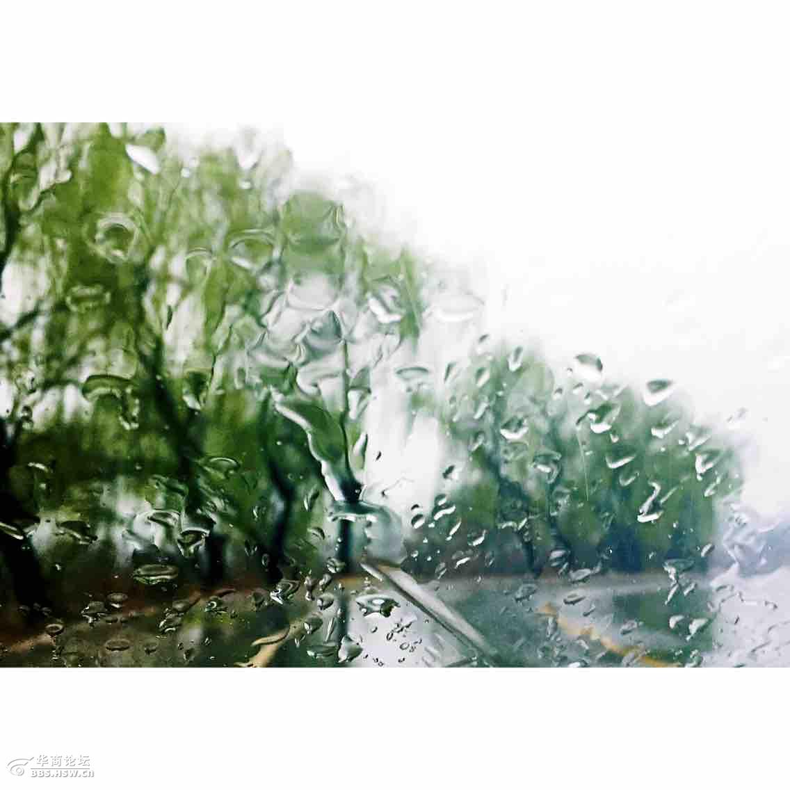 春雨蒙蒙烟柳色