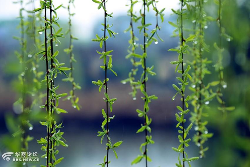 垂柳酷似少女披肩发