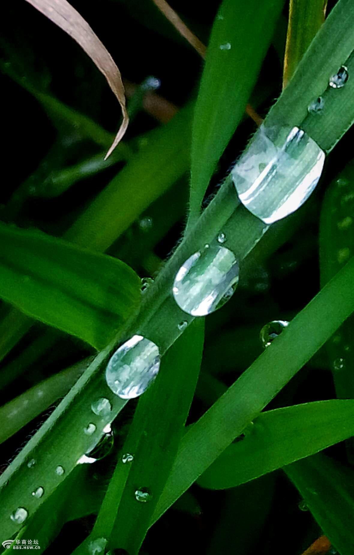 雨露滋润美轮美奂厂区手机随拍得意呲牙