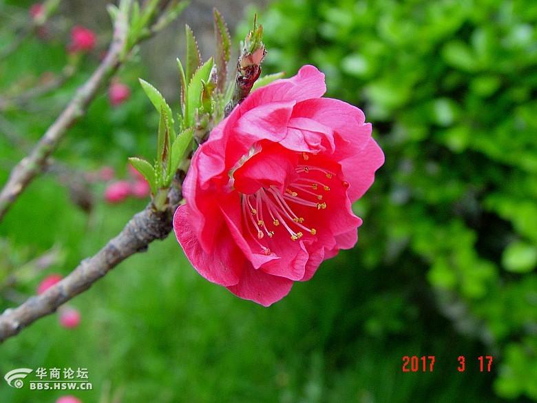 碧桃红,梅花粉,两厢斗艳-全民乱拍-华商论坛