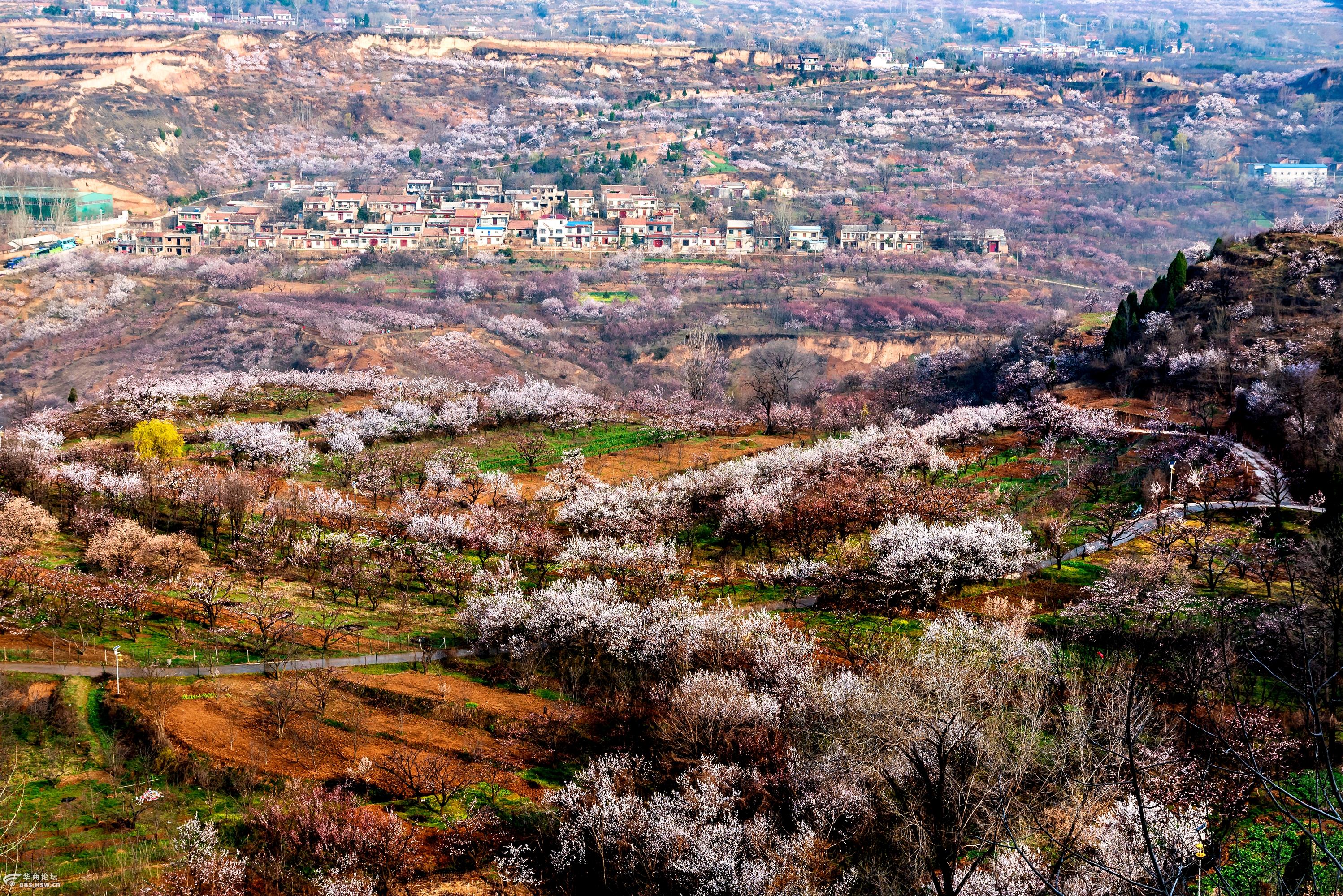 大美,蓝田杏花谷里杏花开