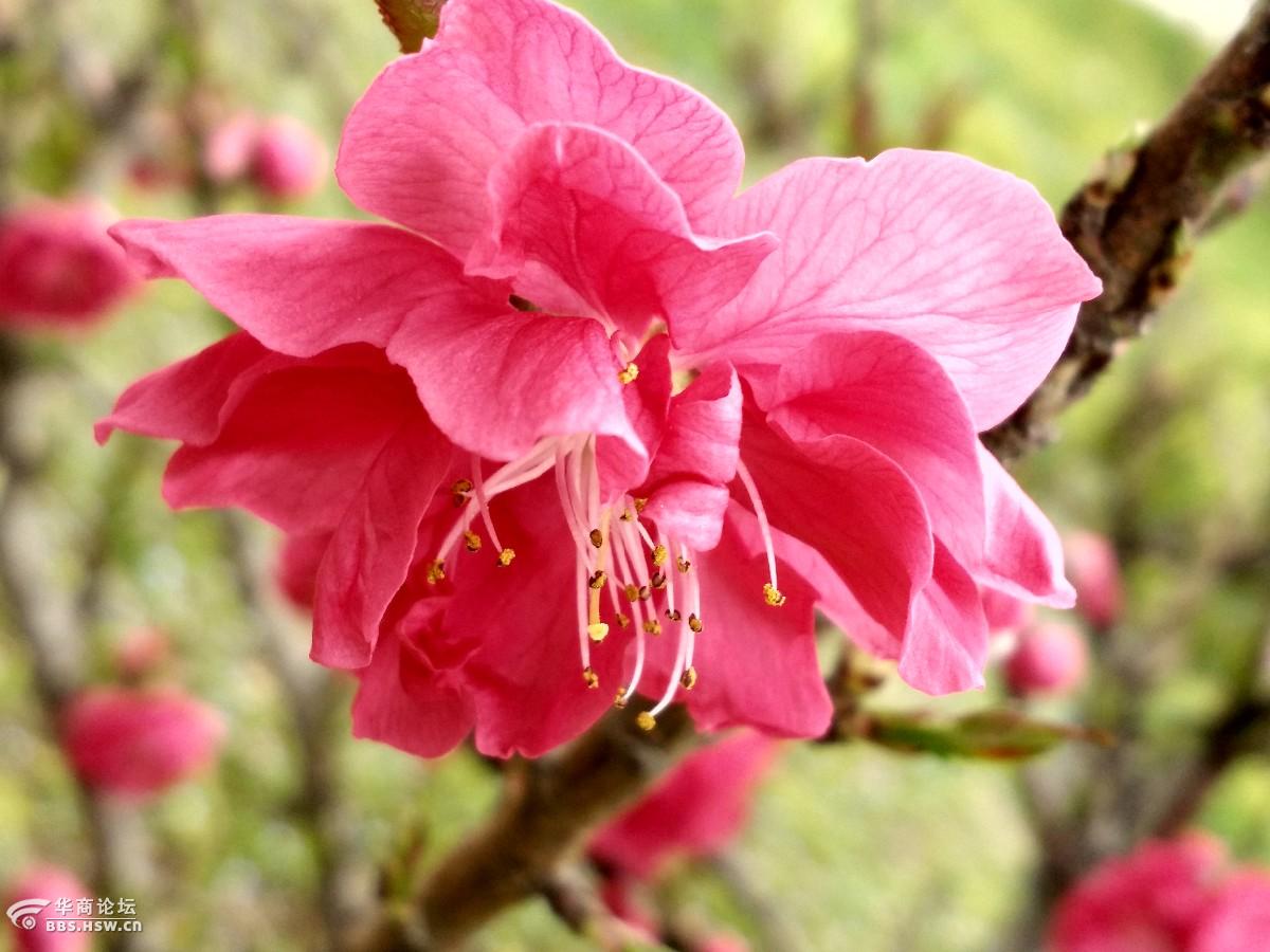 寿星桃花要开了