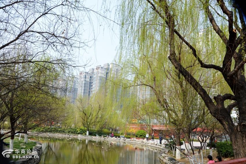 柳-咸阳论坛-华商论坛